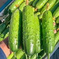 Set of 2 Live Green Cucumber Plants, 3 to 5 Inches Tall, Cucumber Plants Live, 4 Inches Pot, Cucumber Live Plants, Cucumber Starter Plants for Growing, Easy to Plant