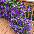 Deep Purple Clematis Vine Plant Live for Planting, Fragrant Clematis Plant Live in 2.5 Inches Pot, Clematis Flowers Perennial