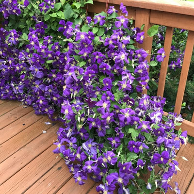 Clematis Vine Plant Live for Planting, Deep Purple Clematis Plant Live in 2.5 Inches Pot, Clematis Flowers Perennial