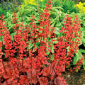 Cherry Coral Bells Heuchera Live Plant in 2.5 Inch Pot, Perennial and Shade Heucherella Bushes Shrubs Plant
