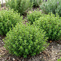 Pack of 2 Thyme Plants Live, Green Thyme Live Plant, Edible and Fragrant Herb, 5 to 7 Inches Tall, Ideal for Garden and Container