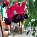 Pack 2 Fuchsia Plants Live, Vibrant Fuchsias Hanging Flowering Plant 3-5 Inches, Gardens, Patios, and Indoor Growing (Black Flowers)