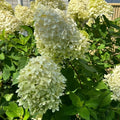 Hydrangea Plant Pot, Hydrangea Tree Live Plant, Hydrangea Live Plant, 6 to 12 Inches Tall (Lime)