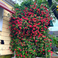 Fragrant Climbing Honeysuckle Plant Live Vine, Lonicera Perennial Honeysuckle Plants 5 to 9 Inches Tall (Major Wheeler)