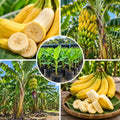 Live Dwarf Cavendish Banana Plant, Tropical Fruit Tree