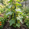 Cucumber Plants Live, 2 PPP Cucumber Vine Plants, 4-7 Inches Tall in 4" Pot
