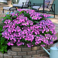 Cold Hardy Hydrangea Live Plant Tree, 5"-10" Hydrangea Bush Live Shrub Starter Plants, Dormant in Winter, Purple to Pink Blue Color Blooms