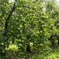 Granny Smith Apple Tree Live Plant 6-10" Tall
