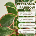 Peperomia Rainbow Plant, Green Pink Plant Houseplant, 4 Inc Tall, Suitable for Indoor Garden