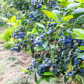 Blueberry Bushes Plant Live, Northern Highbush Blueberry Plants Live for Planting, Edible Blueberries Seelings from 4 to 7 Inches Tall, 4 Inches Pot