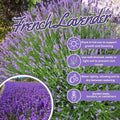 Lavender Live Plant in  Pot, Lavender Herb Plants, Fragrant Hardy Herb for Indoor or Outdoor Planting