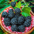 02 Sweet Boysenberry Plants Live for Planting, 4-6" Inch Tall for Outdoor Spring Planting