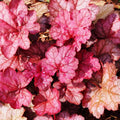 Red-Orange Coral Bells Heuchera Live Plant in 2.5 Inch Pot, Perennial and Shade Heucherella Bushes Shrubs Plant