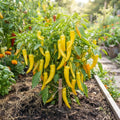 Yellow Banana Pepper Live Plants, Yellow Fruit, 4-7 Inch Tall in 4 Inch Pot