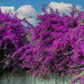 Purple Bougainvillea Plant Live, Bougainvillea Flowering Plant Perennial, Rooted Bougainvilleas Trees Starter 6-8 Inches