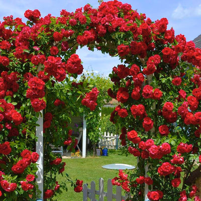 Red Don Juan Climbing Rose Live Plant, Donjuan Rose Climber Bushes Shrubs, Starter Size, 4 to 10 Inc Tall