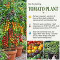 Mix Color Cherry Tomato Live Plants, 2 Plant Per Pot