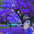 Blue Jacaranda Tree Plant Live, Jacaranda Mimosifolia Purple Flowering Tree from 6 to 10 Inc Tall