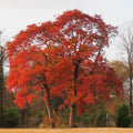 Sassafras Tree, Dormant Hardy Shrub, 1-2 Ft Tall