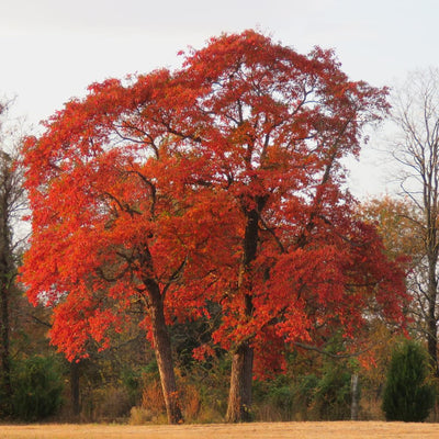 Sassafras Tree, Dormant Hardy Shrub, 1-2 Ft Tall