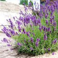 2 Phenomenal Lavender Live Plants, Fragrant Lavender Flowering Herb Plants, 4-8" Tall, Well Rooted for Gardens, Containers and Landscaping