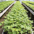 Raspberry Plant Live for Planting 6 to 12 Inch Height, Raspberry Bush Live Plant to Grow, Sweet Raspberries Seedling (Thimbleberry Raspberry)