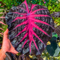 2 Colocasia Live Plants, Alocasia Elephant Ear Live Plant for Growing, 4-6" Tall, Cold Hardy, Indoor Outdoor Planting (Black Red)