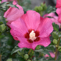 Rose of Sharon Plant, Hardy Althea Hibiscus Flowering Shrub in 4'' Pot, Outdoor Garden Starter Plant for Landscape or Hedge (Pink)