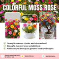2 Random Moss Rose Plants Live, Moss Rose Purslane Flower Plant in 4 Inch Pot, Ground Cover Plant, Ideal for Containers, Hanging Baskets and Garden Beds, 4-8 Inches Tall