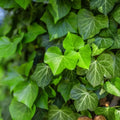 Ivy Plant Live Fast-Growing, Potted 3-5" in Tall, Climbing Indoor Outdoor Houseplant, Easy Care Trailing Vine, Fast Growing Small Starter Plant for Home Office Décor (Golden Boston Ivy)