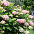 Blue Pink to Purple Hydrangea Flower Live Plant 4" Pot, Hydrangea Shrub Flower Plants for Outdoor or Indoor Planting, Change Color Perennial Plant