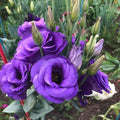 Purple Lisianthus Live Plant 3-5" Tall, Eustoma Lisianthus Flowers Plant, Purple Blooming Flower for Outdoor and Indoor Growing, No Pot