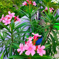 2 Live Pink Oleander Plants, Flowering Shrub with Fragrant Pink Blooms, 4 to 8 Inc, Starter Plant for Garden Growing