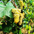 Golden Yellow Grape Vine Live Plant 1-2 Year Old, Sweet Grape Plant Live for Growing, Grape Fruit Well Rooted Plant