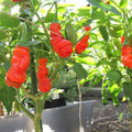 Hot Peter Pepper Plant Live in 2.5 Inch Pot for Planting Outdoor