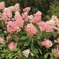 Live Hydrangea Paniculata Plant, Flower Hydrangea Starter Plant in 2.5 Inches Pot, Appx 6 to 8 Inches Tall