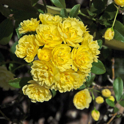 Yellow Rose Bushes Ready to Plant, Roses Live Plants Fragrant, 6-8 Inc Tall in Pot, Year-Round Blooming, Can Grow as Bush or Climber