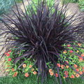2 Black Fountain Grass Plants, 4-9 Inch Tall Perennial Grass Clumps for Outdoor Growing, Ornamental Grasses Plants