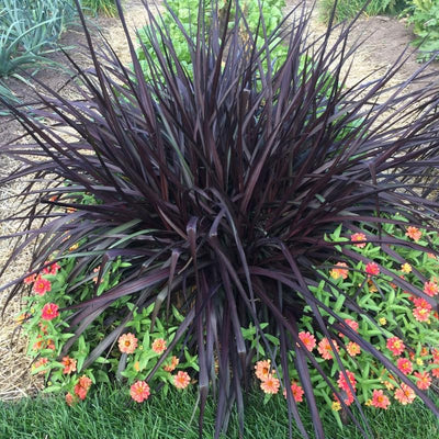 2 Black Fountain Grass Plants, 4-9 Inch Tall Perennial Grass Clumps for Outdoor Growing, Ornamental Grasses Plants