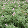Geranium Plants Live, Variegated Geranium Live Plants from 4 to 6 Inches Tall, Bright Flowers Bush for Outdoor Garden