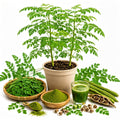 2PPP Live Moringa Plants, Oleifera Malunggay Trees 5-7 Inches Tall