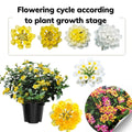 2 Yellow Lantana Plants Live Trees, Ready to Bloom, Hardy Long Blooming Seasons, Vibrant Colorful Perennial Fragrant, 5-10" in Tall, Full Sun Growing
