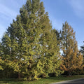 Dawn Redwood Plant, 8 to 18 Inch Tall Plant in Quart Pot, Hardy Perennial Redwood Tree Plants for Outdoor Growing