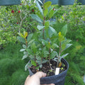 Bay Leaf Tree Live Plant 1 Feet Tall in 4" Pot, Bay Leaf Plant Live, Potted Bay Laurel Tree Laurus Nobilis, Sweet Bay Leaves Planting Indoor Outdoor