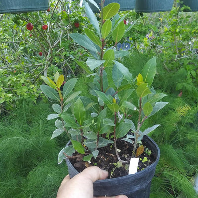 Bay Leaf Tree Live Plant 1 Feet Tall in 4" Pot, Bay Leaf Plant Live, Potted Bay Laurel Tree Laurus Nobilis, Sweet Bay Leaves Planting Indoor Outdoor