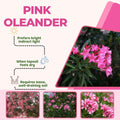 Pink Oleander Live Plant 4-8 Inch Tall, Pink Oleander Plants Live for Garden, Flowering Outdoor Shrub for Planting