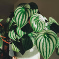 Peperomia Live Plant in 4 Inch Pot, Watermelon Peperomia Plant, Rare Peperomia Live Plants, Unique Variegated Foliage, 4-6 Inch Tall