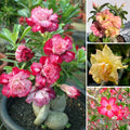 2 Mix Desert Rose Plant Live, Assorted Adenium Desert Rose Flowers, Perennial Flowers Succulent Plant, Vibrant Colorful Bloom, 4 to 7 Inch Tall, Well Rooted