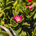 4 Red Aptenia Live Plants in 2'' Pot, Succulent Vine Groundcover, Drought-Tolerant Outdoor or Container Plant