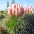 4 Pink Pampas Grass Plants Live for Planting, 2.5" Pot, Potted Pampas Grass Live Plants Shrub Indoors Outdoors